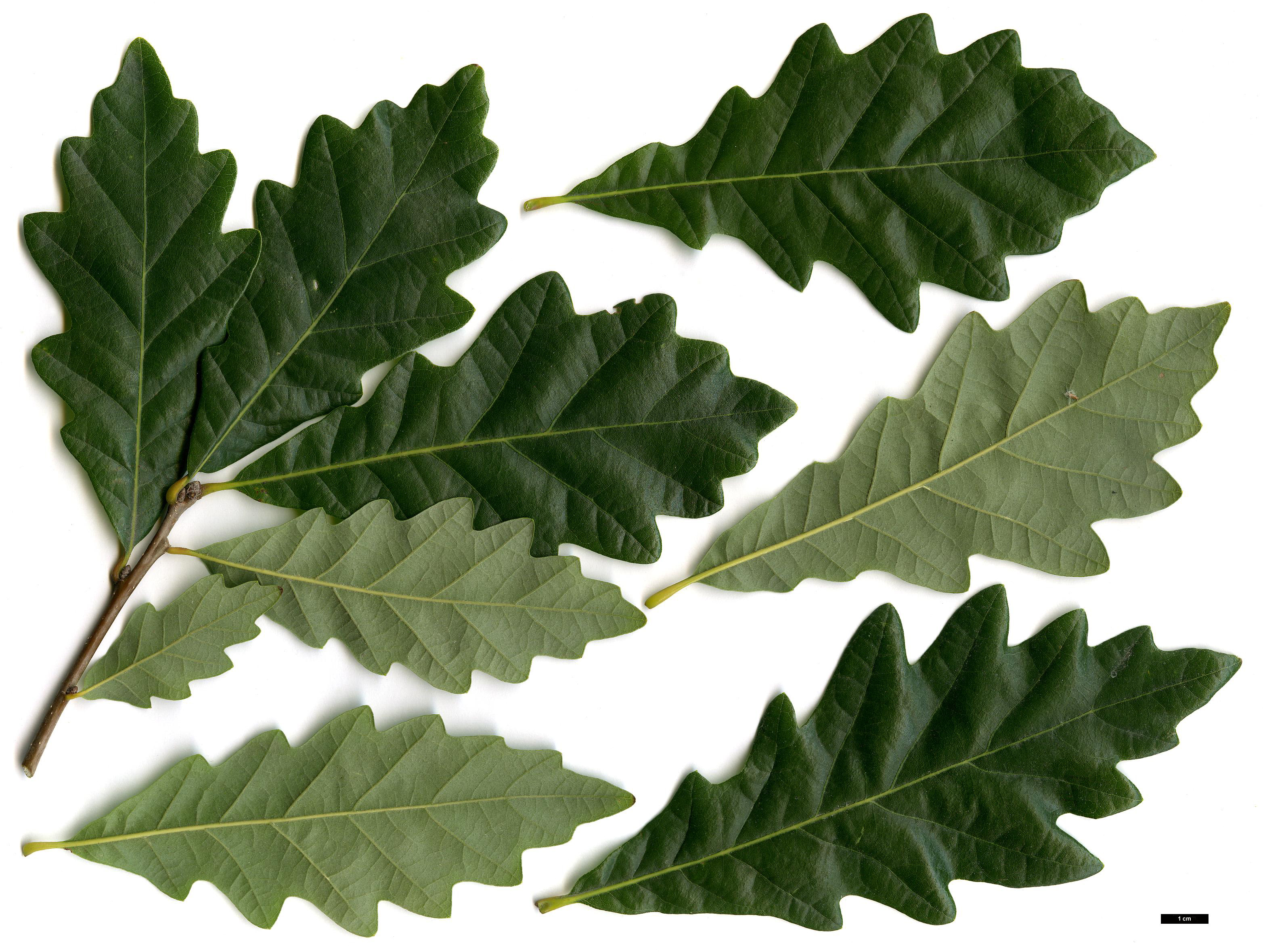High resolution image: Family: Fagaceae - Genus: Quercus - Taxon: ×warei - SpeciesSub: 'Long' (Q.bicolor × Q.robur)